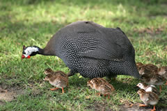 006 guinea fowl