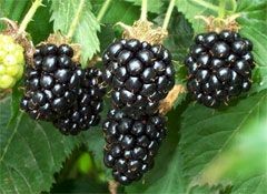 berries2