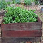 Raised Bed
