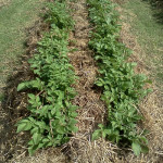 Straw Mulch